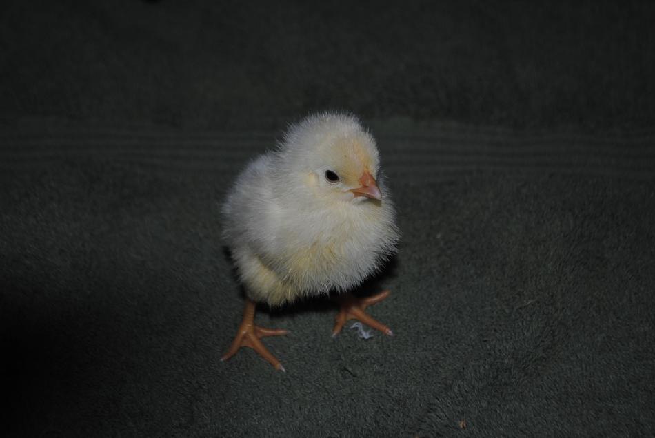 Chick Chicken Poultry