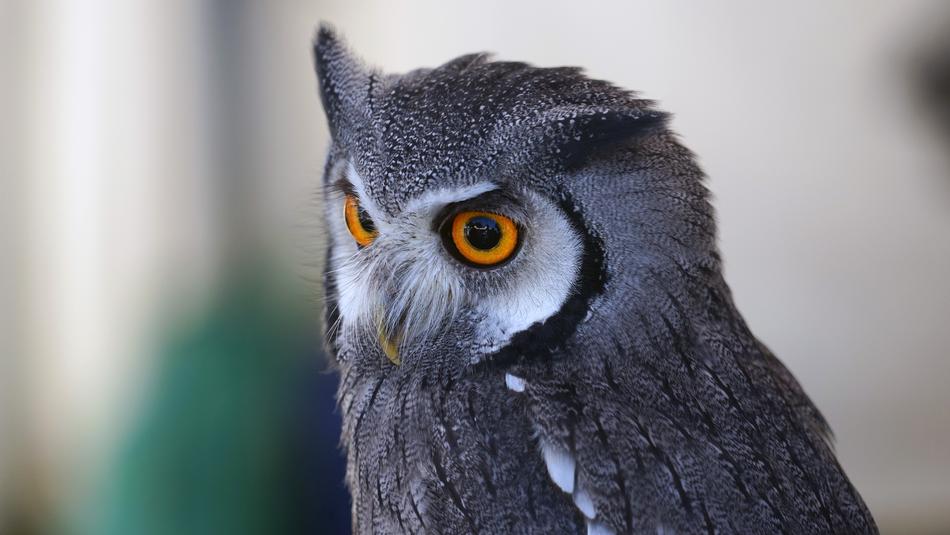 Owl Eye View Zwerguhu