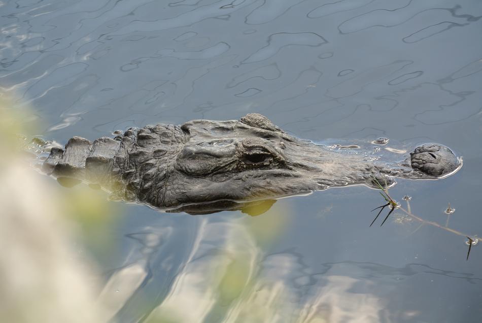 Alligator Florida Mangroves