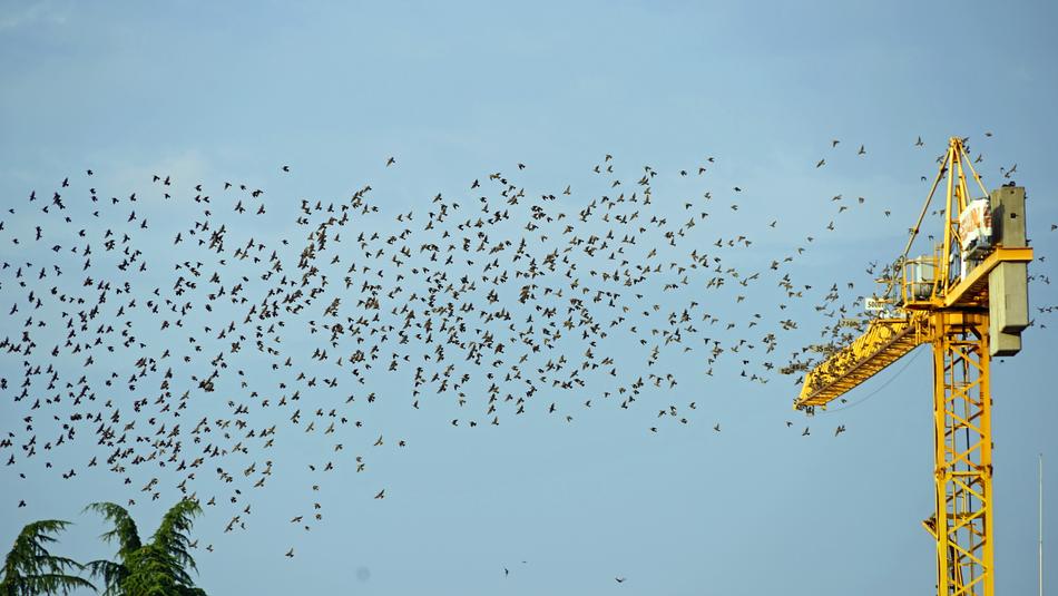 Flock Of Birds Crane Flying Bird