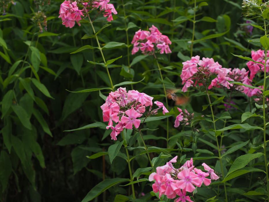 Hummingbird Hawk Moth Macroglossum