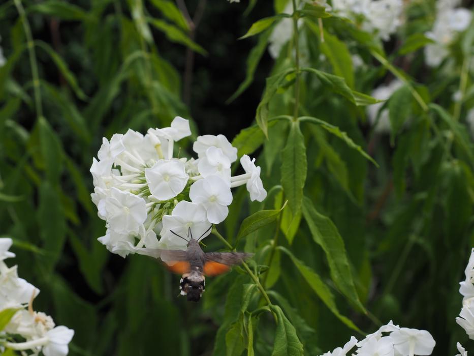 white flower bud on a tree