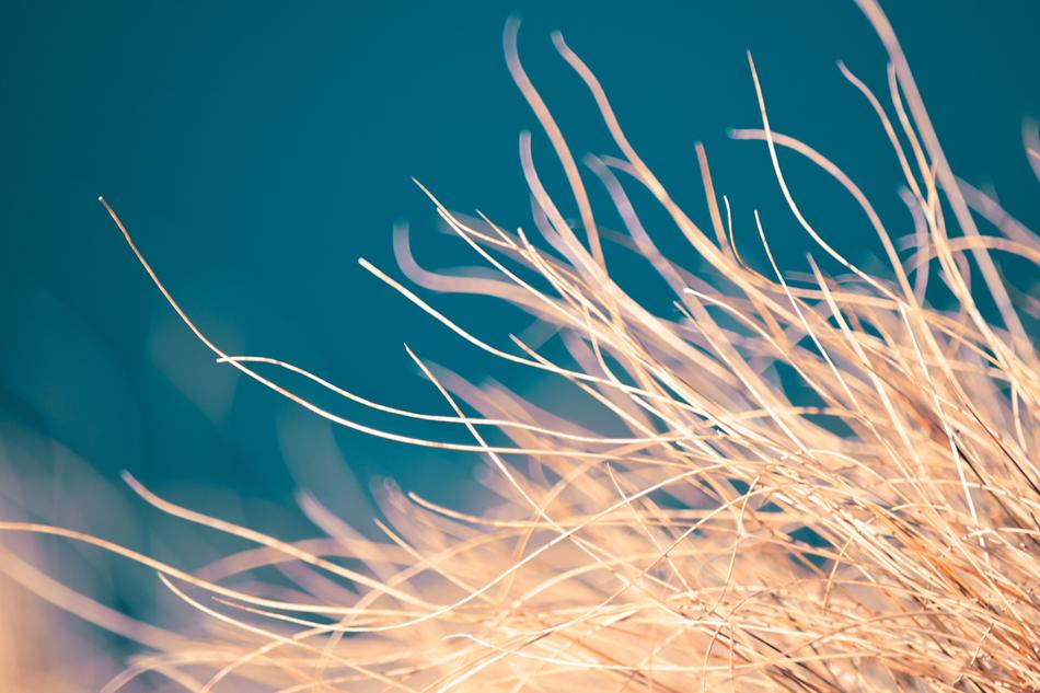 Macro Detail Grass