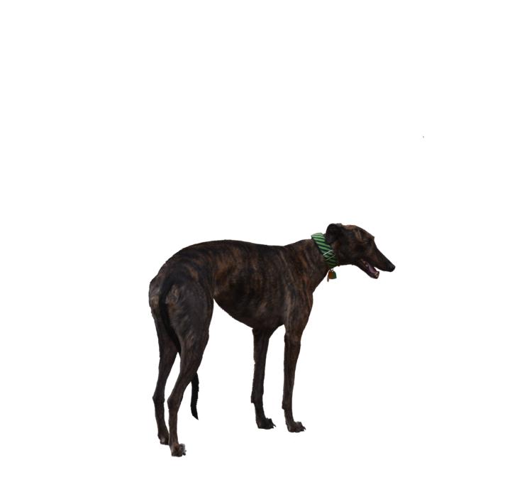 drawn greyhound on a white background