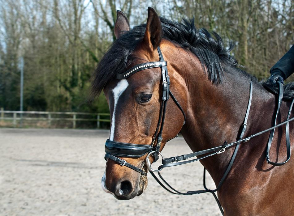 Horse Head Sun