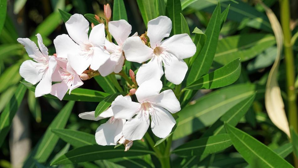 beautiful white flowers in the garden