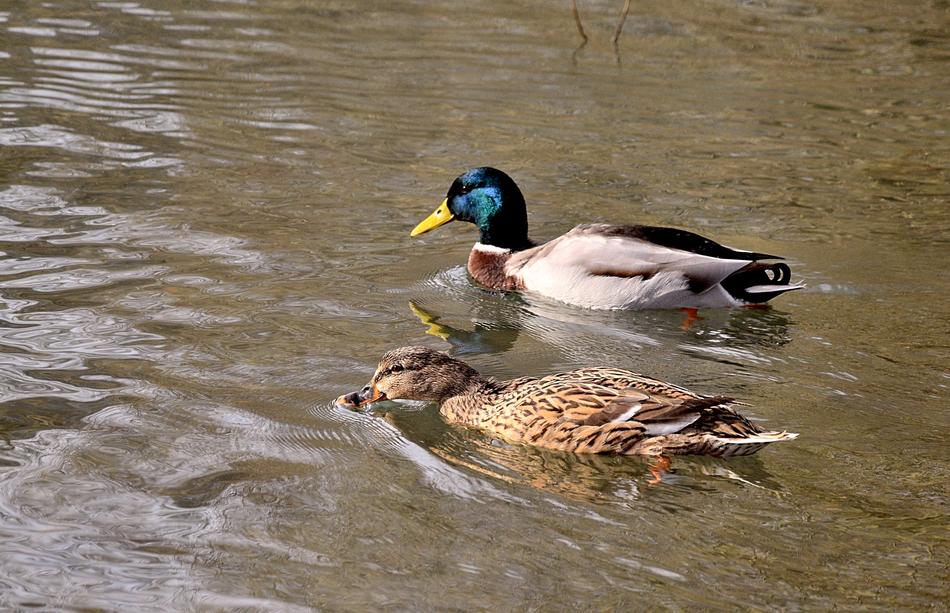 Pair Of Ducks Lovers Pond
