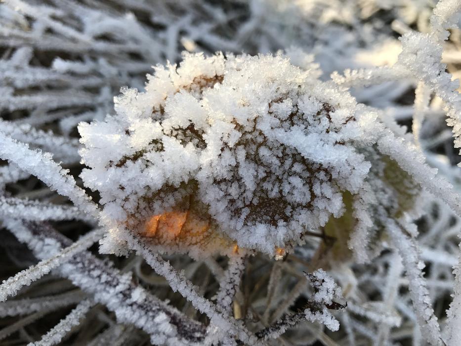 Frost Wintry Cold