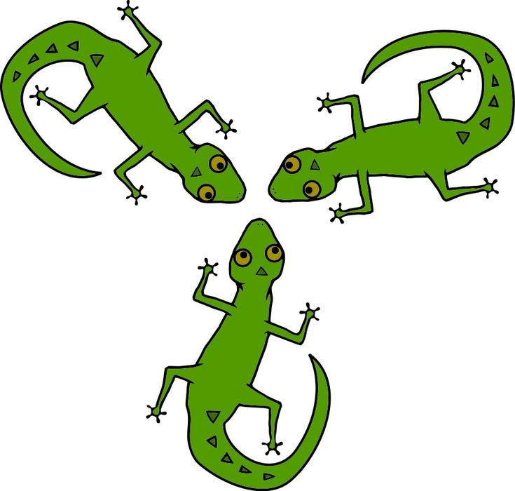africa animals lizards reptile