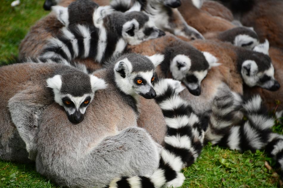 Animals Zoo Wild