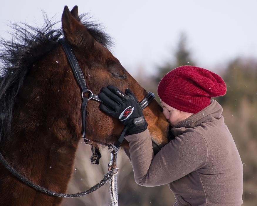 Horse Friends Together