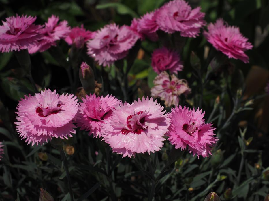 Cloves Pentecostal-Carnation