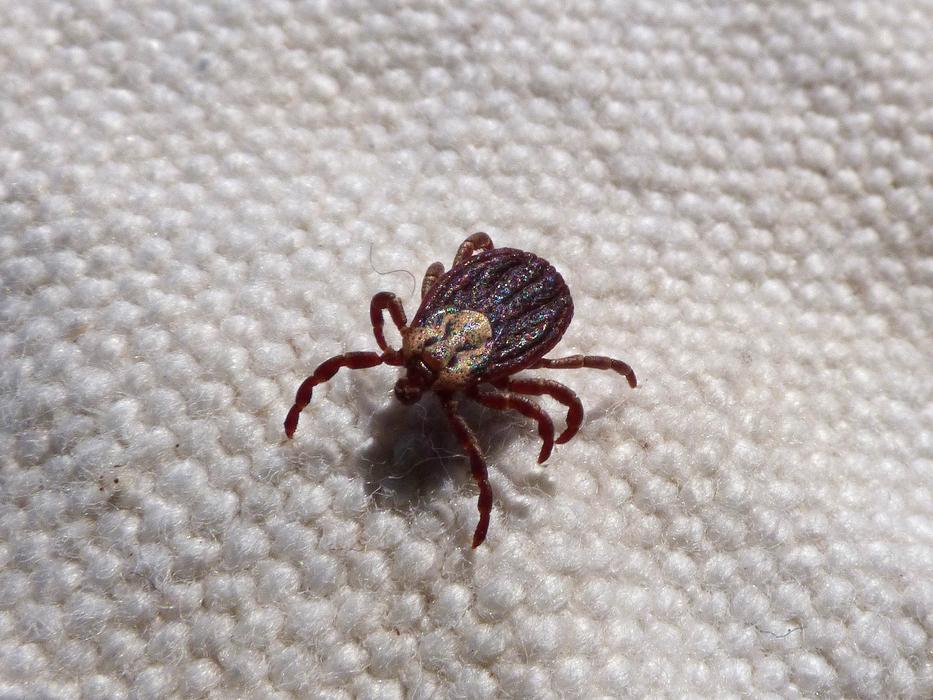 Mite Tick Paparra