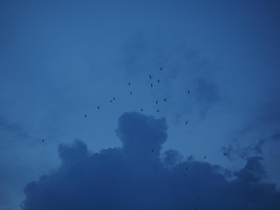 Swarm Flock Of Birds Migratory