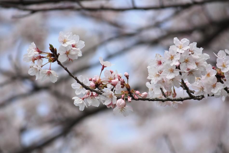 Cherry Blossoms Spring