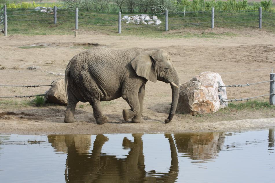 Elephant African