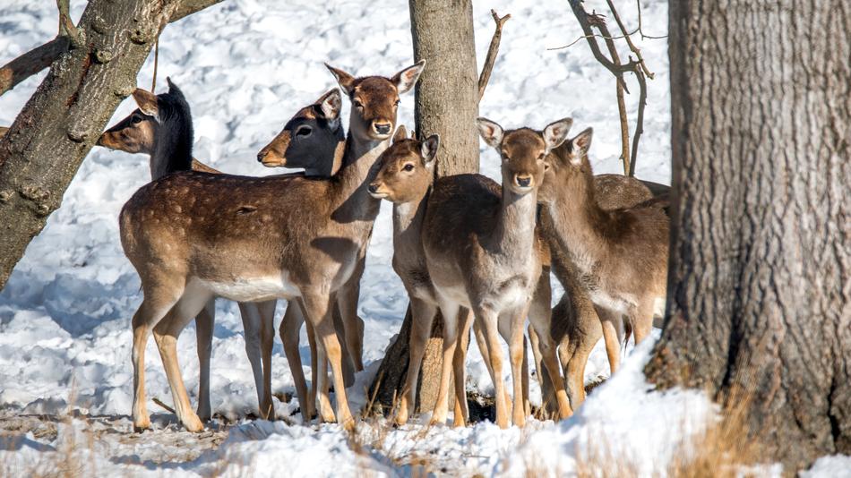 Fallow Deer Animal