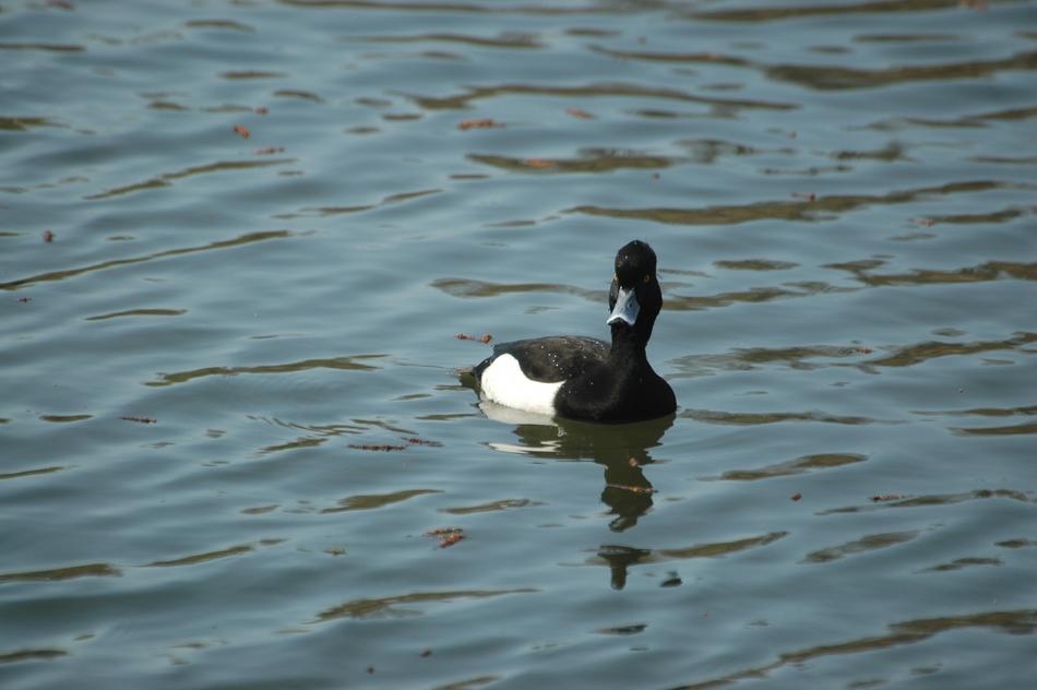 black duck on the water