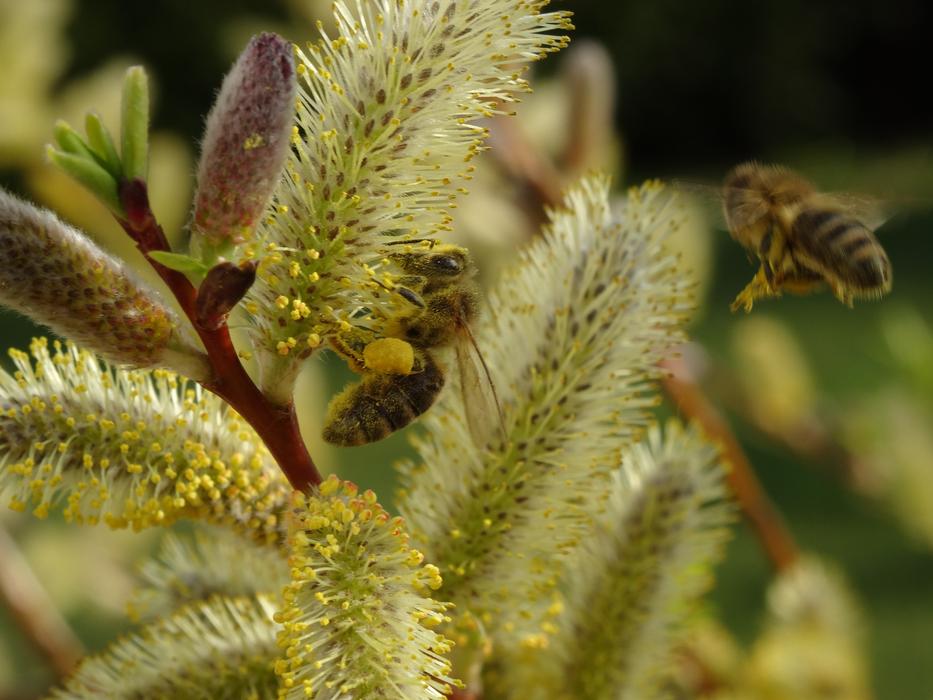 Bee Pollen Insect Close