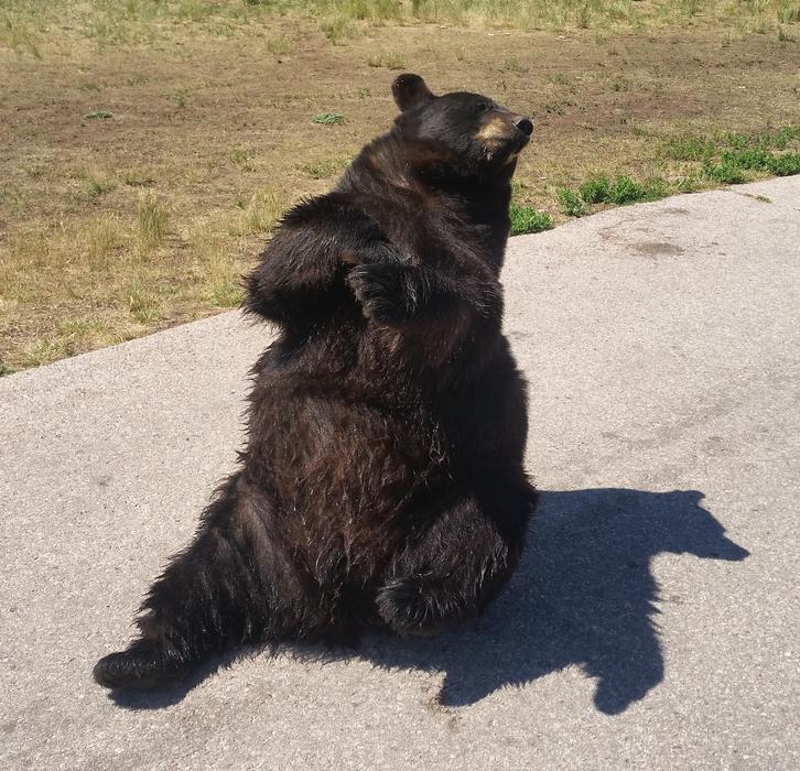 Bear Black