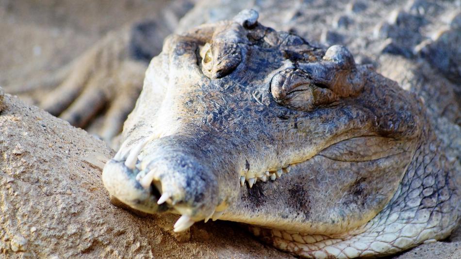 Crocodile Zoo Wild
