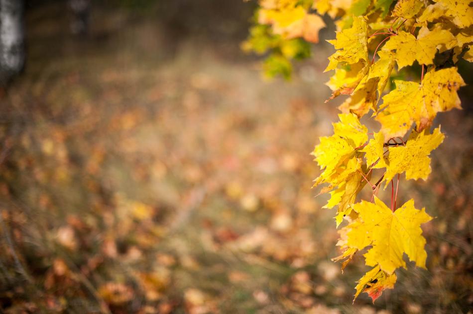 Autumn Leaf Yellow Leaves