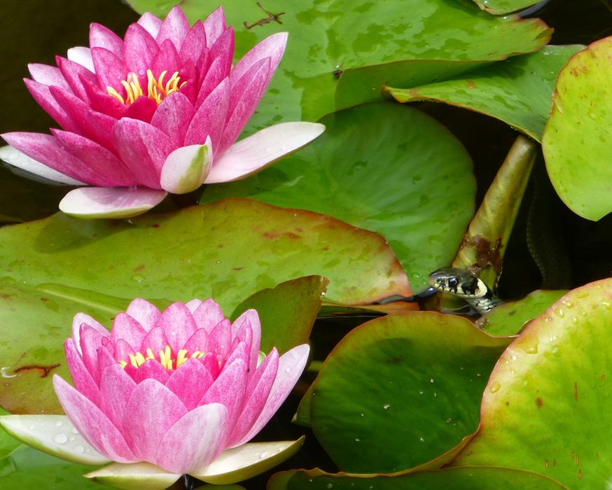 Water Lilies Grass Snake Garden