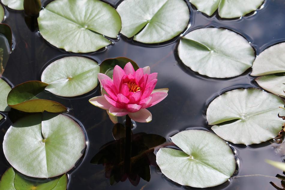 Garden Pond Water