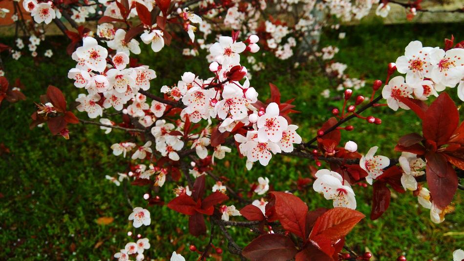 Cherry Blossom Spring