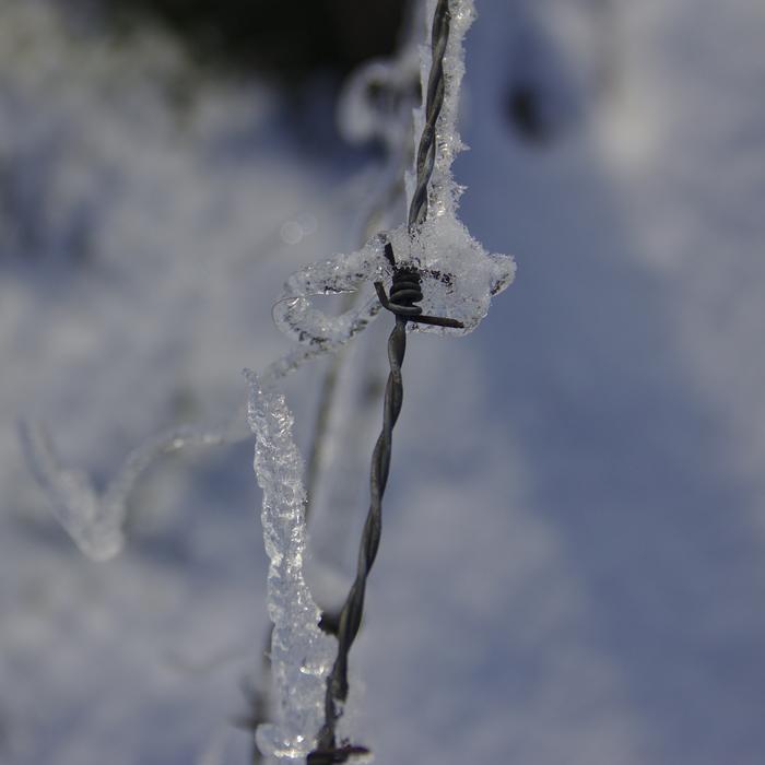 Barbed Wire Covered In Ice Winter