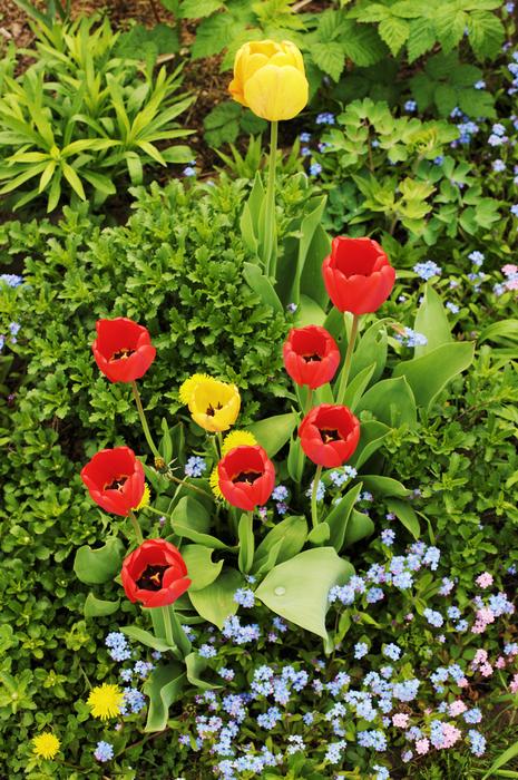 gorgeous flowers on the bush