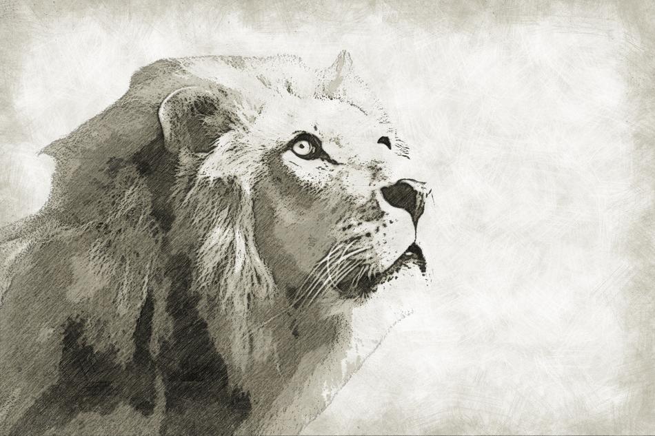 Lion Mammal Animal