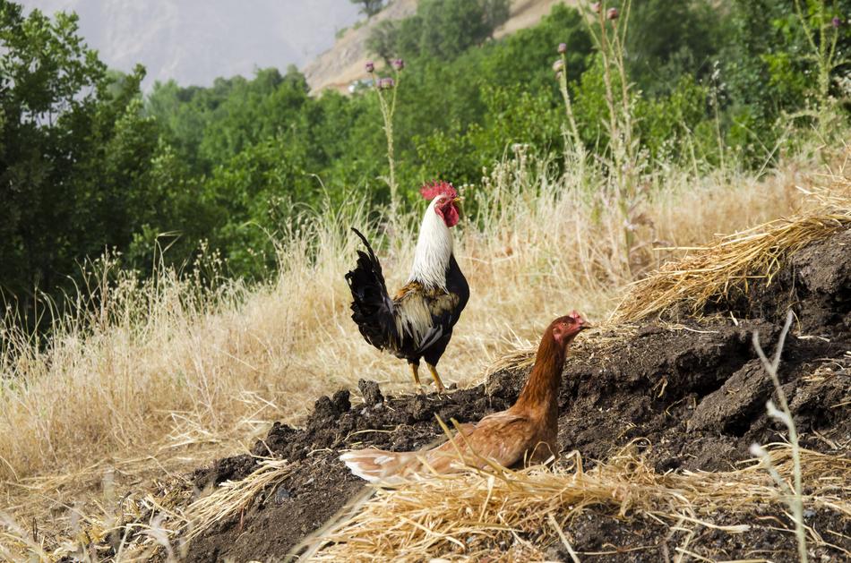 ravishing Rooster Hen