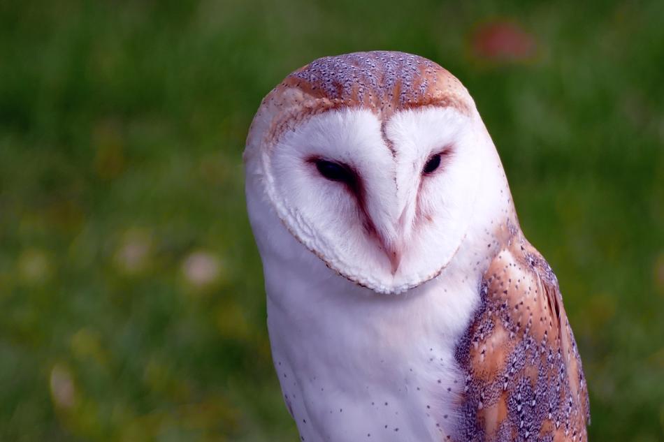 Bird Barn Owl