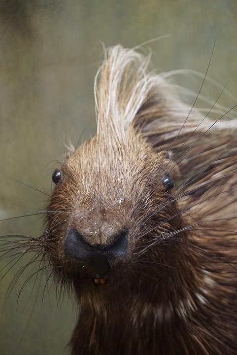 portrait of a porcupine