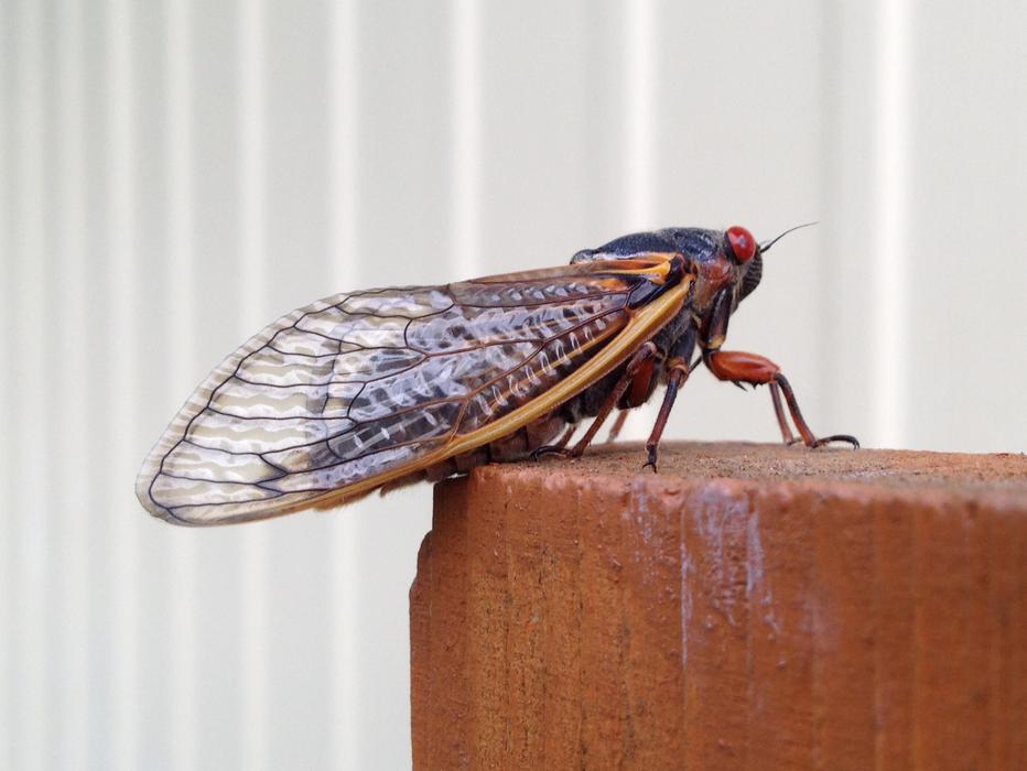 ravishing Magicicada Periodical Cicada