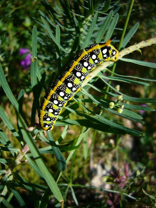 caterpillar crawling through the grass