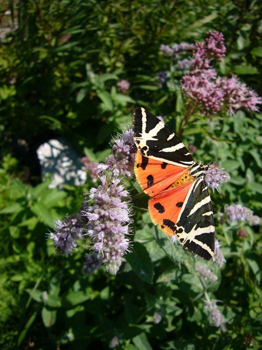Butterfly Spanish flag