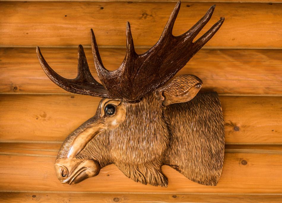 stuffed deer head on a wooden wall