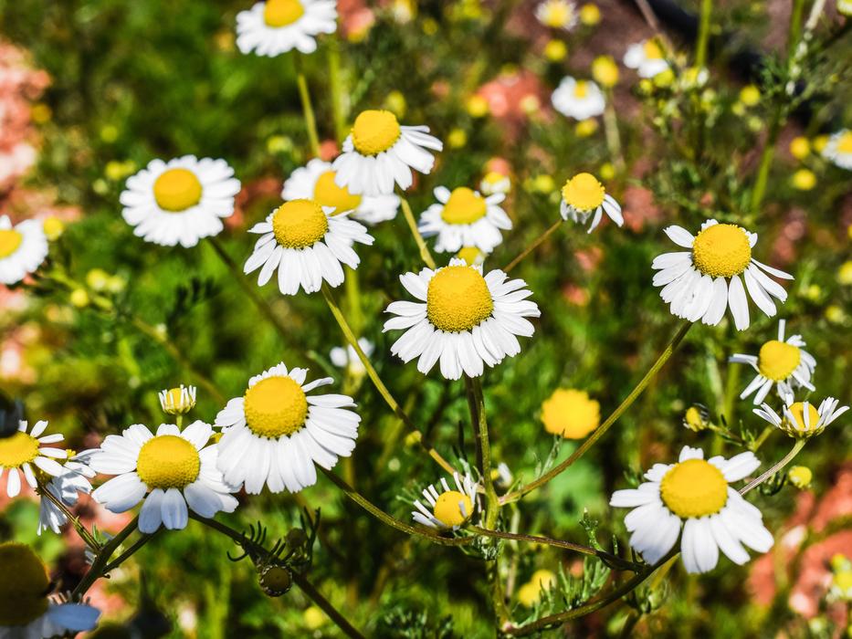 Chamomile Herb Flower