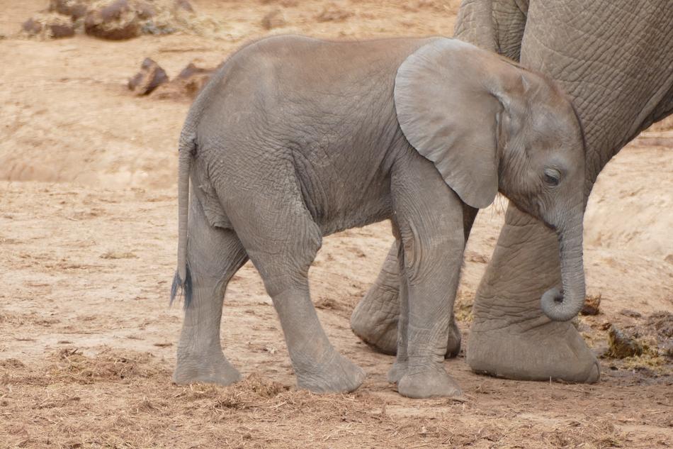 Baby Elephant South Africa Addo