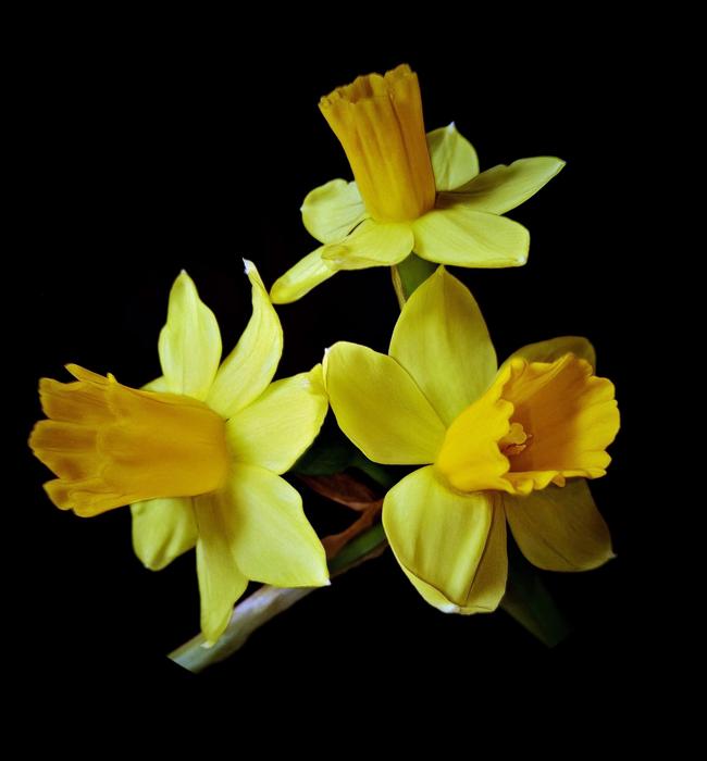 Osterglocken Daffodils Spring