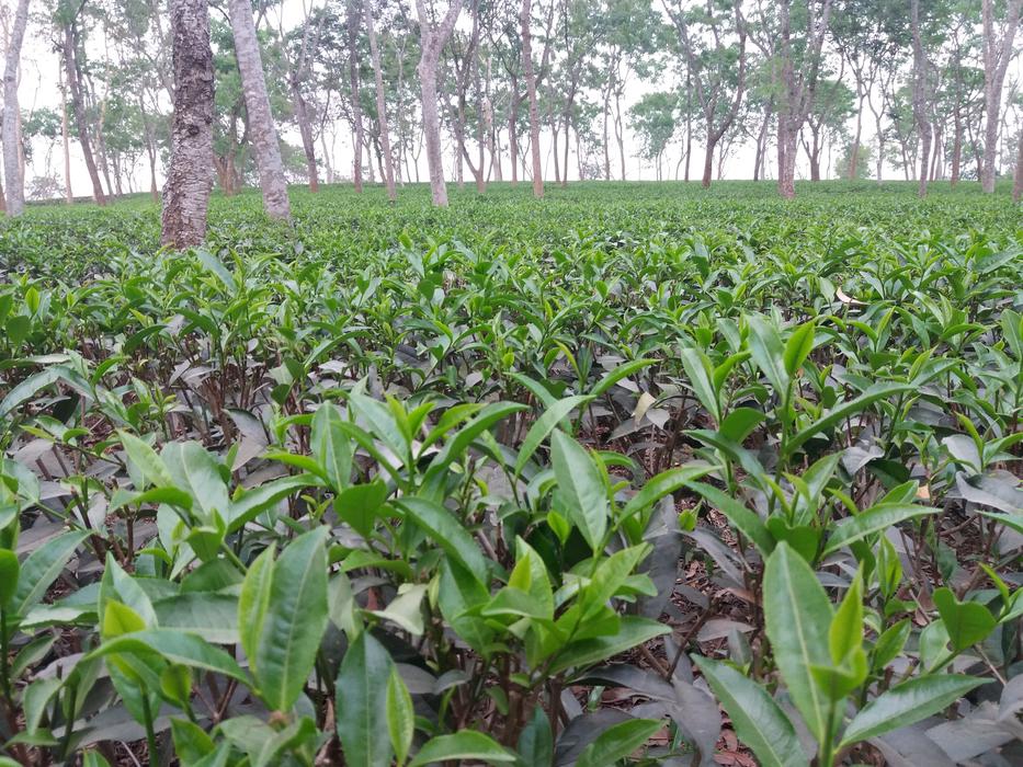 tea plants in the garden