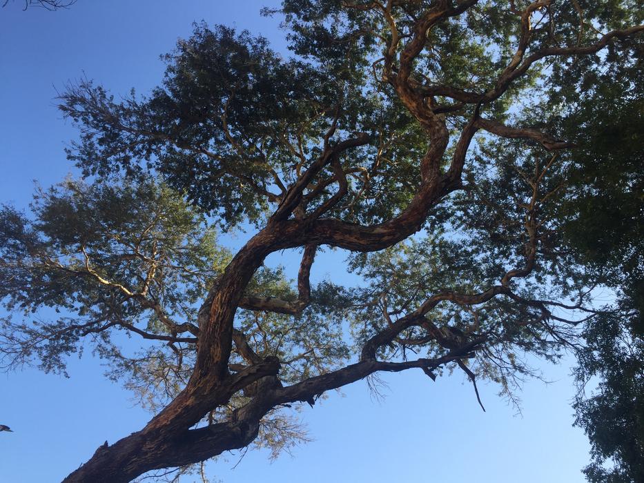 Tree Summer Natural
