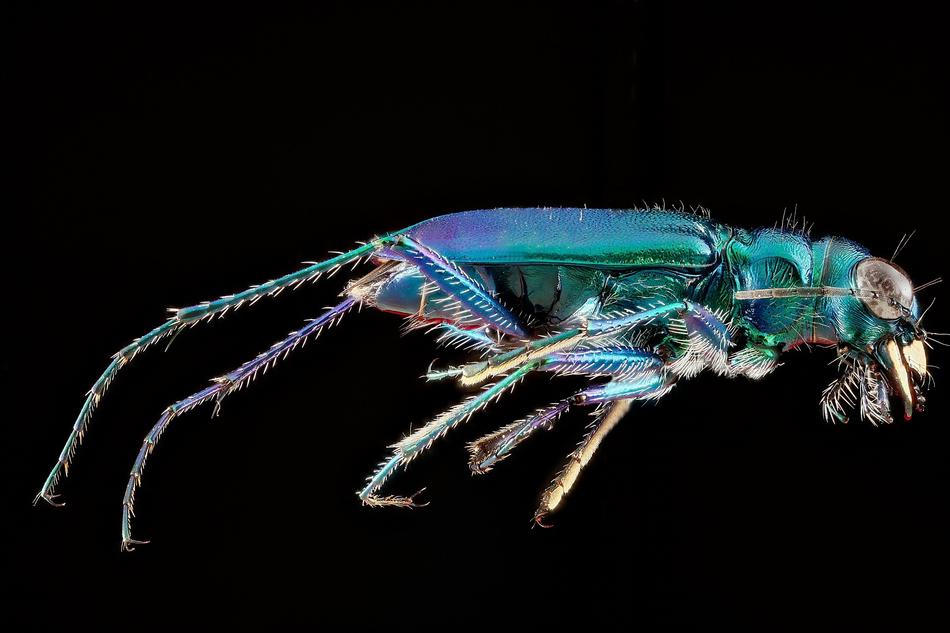 Six Spotted Tiger Beetle Insect