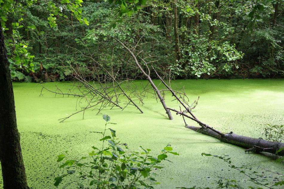 Swamp Waterloopbos Water