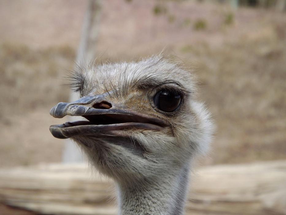 Ostrich Ave Face