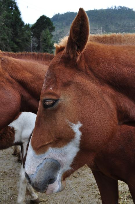 brown horse face macro