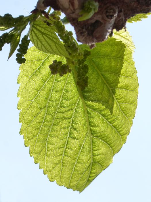 Leaf Outbreak Mulberry