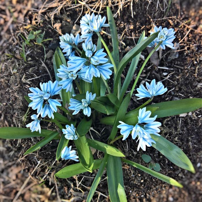 Chionodoxa Luciliae Bell Hyacinth